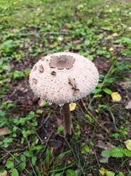 IMG_20260801_113952.jpg