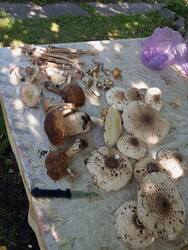 IMG_20260801_142909.jpg