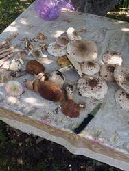 IMG_20260801_142913.jpg