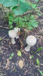 IMG_20260801_144542.jpg