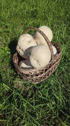 IMG_20260801_153852.jpg