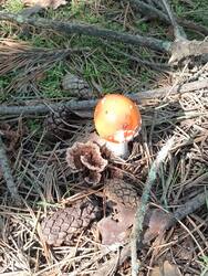 IMG_20260802_095251_818.thumb.jpg.8d4973166edf87080a836df44a2fe337.jpg
