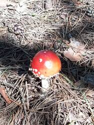 IMG_20260802_100133_702.thumb.jpg.d142011745d97c7832c3202648339f39.jpg