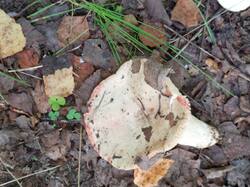 IMG_20260802_105728_680.jpg