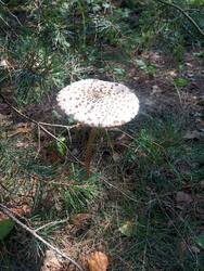 IMG_20260802_115449.jpg