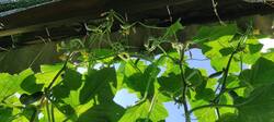 IMG_20260802_122651.thumb.jpg.e7444ece26967ae93e5448609f44413d.jpg