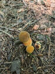 IMG_20260802_131904_335.thumb.jpg.7690d0ff0613d9ac43d210a9473b406c.jpg
