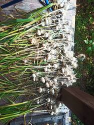 IMG_20260802_134254.thumb.jpg.505eae7971b7547f273a5b4a5e2d44bd.jpg