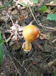 IMG_20260802_135249_977.thumb.jpg.413b0f7cc81e9223fb6f98f08bdab3ca.jpg