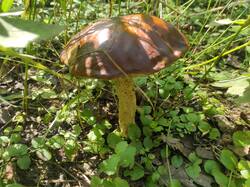 IMG_20260802_135702.thumb.jpg.59e6ee23dae4e772860b476cf6e00c85.jpg