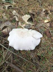 IMG_20260802_141546_670.thumb.jpg.f65684546d032ac262ff4a541780a238.jpg