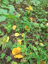 IMG_20260802_142310_461.thumb.jpg.80a6609c9a1c4440cb9515eddb38e70a.jpg
