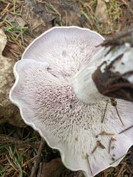 IMG_20260802_143320_773.thumb.jpg.5a631b4255f6cee0ac2b855f5b6eba78.jpg
