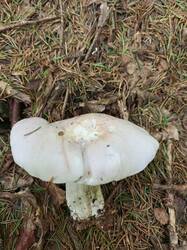 IMG_20260802_143335_859.thumb.jpg.a357f9b00ab288a8578d7e2ebdd8e4be.jpg