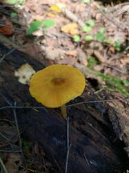IMG_20260802_144951_795.thumb.jpg.6abd38219b15618a48e625f7882260f8.jpg