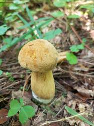 IMG_20260802_145334_679.thumb.jpg.57e3b89ce3827fc36e87870156f0bed5.jpg