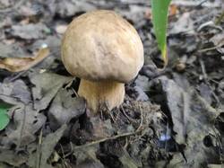 IMG_20260802_152244.thumb.jpg.efe89c879f8e78d26458c0b370f1d71b.jpg