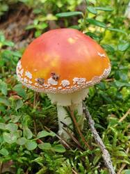 IMG_20260802_152338.jpg