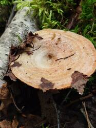 IMG_20260802_161509.jpg