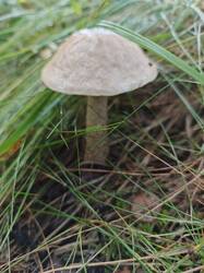 IMG_20260803_083329_263.jpg