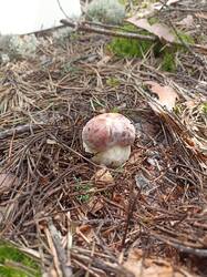IMG_20260803_111355.thumb.jpg.78302ae5a3f52a5839e90c6bb16f2168.jpg
