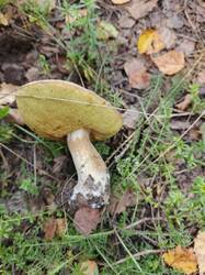IMG_20260803_123318_749.jpg