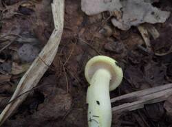 IMG_20260803_140601_gcam_3.2.thumb.jpg.1546c019b0608c79294b232ef4b438e7.jpg