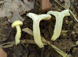 IMG_20260803_140643_gcam_3.2.thumb.jpg.cacd972b0581a137785b40abd87de0b3.jpg