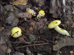 IMG_20260803_141258_gcam_3.2.thumb.jpg.e7a79ef079195d1bba352a7c9dffbf63.jpg