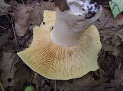 IMG_20260803_181232_gcam_3.2.thumb.jpg.5b3480098411b915eb417dd5dd844680.jpg