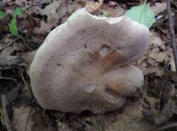 IMG_20260803_181252_gcam_3.2.thumb.jpg.83eac1d1203bb52d1111f7bc5bed7a4d.jpg