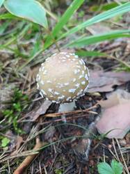 IMG_20260804_055254_866.thumb.jpg.2d9c987445f6e2e69deb60d9a3447266.jpg