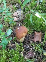 IMG_20260804_055729_760.thumb.jpg.b5f35259d5b3378fffb7b87968f355c7.jpg