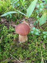 IMG_20260804_060129_008.thumb.jpg.680a60e21e9f21aeede67561d9e36779.jpg