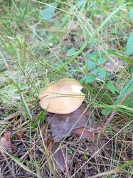 IMG_20260804_062216_626.thumb.jpg.263bc777f0ae3462e2b61746db900078.jpg
