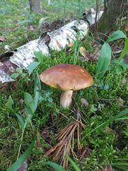 IMG_20260804_064241_488.thumb.jpg.31bca2ea46bdbd97ab4298728351ac5d.jpg