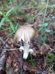 IMG_20260804_064532_710.thumb.jpg.4b2abb242e3b9f50e38a5ecfcbe68ee6.jpg