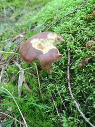 IMG_20260804_064719_525.thumb.jpg.8c9993ea8fba38912bfff186b4038107.jpg