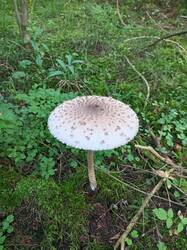 IMG_20260804_071119_439.thumb.jpg.376968fae99d1269b9a598fbee95e3cc.jpg