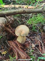 IMG_20260804_071141_535.thumb.jpg.befaa9dd39a6af11d2989a2c12747117.jpg