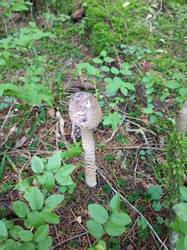 IMG_20260804_071228_315.thumb.jpg.32b438a890b400ef98704a52b73d0269.jpg