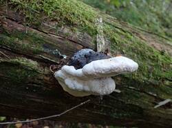 IMG_20260804_074537_497.jpg
