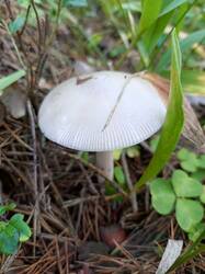 IMG_20260804_075049_199.thumb.jpg.d2da61d80228dcfa9491f63d412156cc.jpg