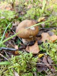IMG_20260804_081437_024.thumb.jpg.903880aef538a14e3e0738d453a8bcb7.jpg