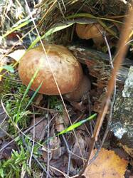 IMG_20260804_081453_633.thumb.jpg.5e424b0a041ddfc891eeac50a30960d1.jpg