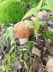 IMG_20260804_081520_209.thumb.jpg.3403decd00a849ef433655e9d15b25d5.jpg