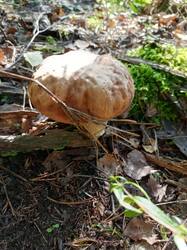 IMG_20260804_081546_055.thumb.jpg.de98825b44c71c32525958249e0ea91d.jpg