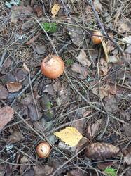 IMG_20260804_090927_633.thumb.jpg.4aabdb39a4a61a963c5016864e8eb6f2.jpg
