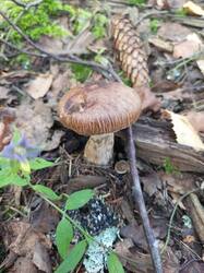 IMG_20260804_091028_222.thumb.jpg.8efef6fd5c06b80d0701edd521090d5a.jpg