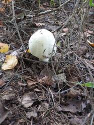 IMG_20260804_091148_426.thumb.jpg.e29793e9dc59d410dd917d5d2957b466.jpg